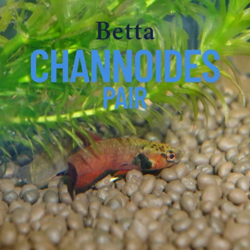 Betta channoides pair in a planted blackwater tank with soft lighting