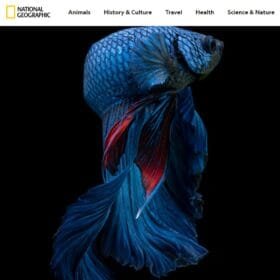 Colorful Betta Fish Representing Pop Culture Icons