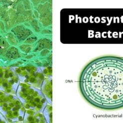 PSB Live Bacteria Simple-to-understand guide on how and when to use photosynthetic bacteria dosage