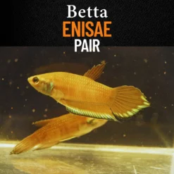 Betta enisae pair displaying vibrant blue fin highlights in a softly lit, naturalistic aquarium setup