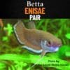Betta Enisae Pair – Rare, Captive-Bred Mouthbrooders from Borneo 2 Betta enisae pair displaying vibrant blue fin highlights in a softly lit, naturalistic aquarium setup
