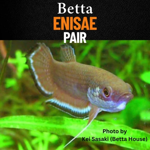 Betta enisae pair displaying vibrant blue fin highlights in a softly lit, naturalistic aquarium setup