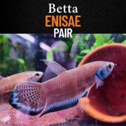 Betta enisae pair displaying vibrant blue fin highlights in a softly lit, naturalistic aquarium setup