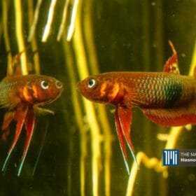 Betta Fish Rescue Stories: Saving Endangered Betta Fish 2 Betta Livida
Betta Fish Rescue Stories showing Wild Betta Lovers Malaysia and Zulkifli Mohd Salleh saving endangered wild bettas in Malaysian habitats