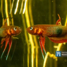 Betta Fish Rescue Stories: Saving Endangered Betta Fish 2 Betta Livida
Betta Fish Rescue Stories showing Wild Betta Lovers Malaysia and Zulkifli Mohd Salleh saving endangered wild bettas in Malaysian habitats