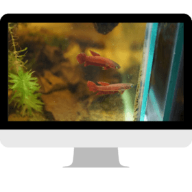 Colorful Betta Fish Representing Pop Culture Icons