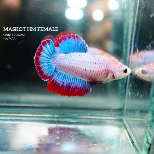 Maskot HM Female 30052501