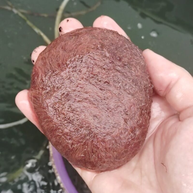 Culturing Tubifex Worms: Effective Techniques for Aquaculture Success 12 culturing tubifex worms techniques