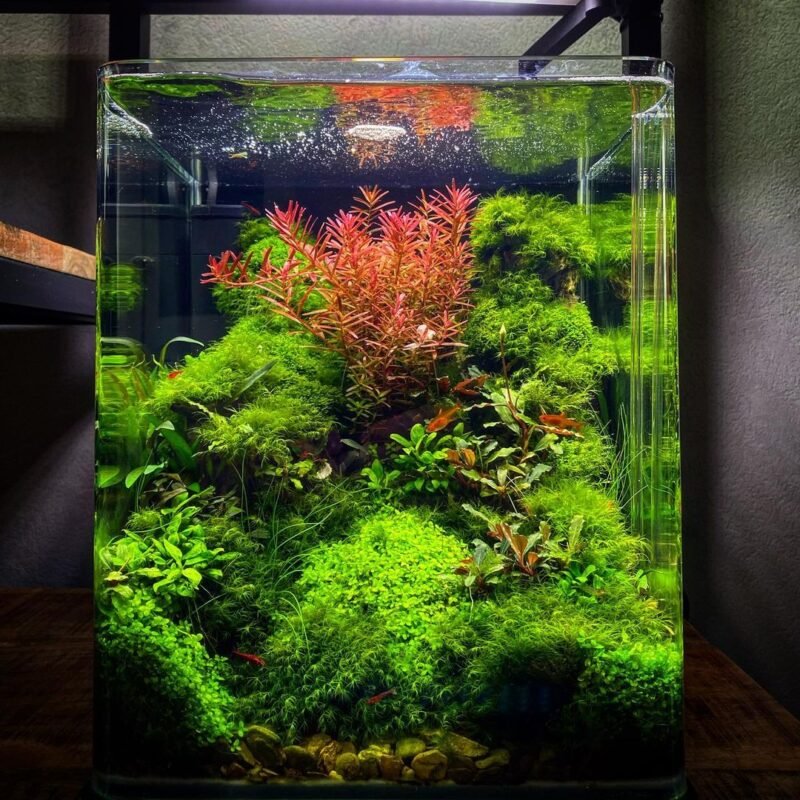 Aquarium showing a self-sustaining Betta fish ecosystem with plants and natural décor