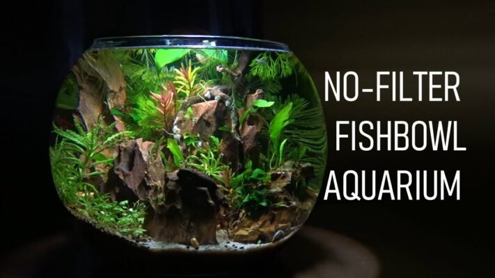 How to Create a Self-Sustaining Betta Fish Ecosystem 3 Aquarium showing a self-sustaining Betta fish ecosystem with plants and natural décor