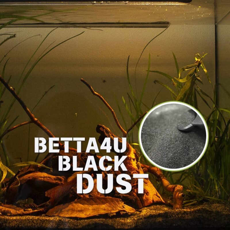Betta4u Black Dust: Instant Blackwater Extract That Will Make Your Betta Shine 8 Betta4U Black Dust BBD powdered blackwater extract Betta fish in blackwater treated with Betta4U Black Dust Aquarium tinted natural blackwater from Betta4U BBD