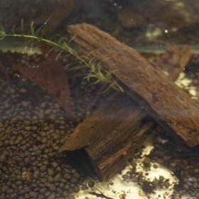 blackwater for bettas using Betta4u blackwater extract powder