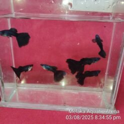 Affordable Black Moscow Guppy Fish for sale at Betta4U.com. Healthy, dark velvet black guppies with fast, safe shipping & live arrival guarantee.