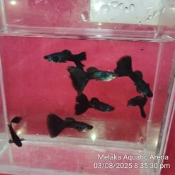 Affordable Black Moscow Guppy Fish for sale at Betta4U.com. Healthy, dark velvet black guppies with fast, safe shipping & live arrival guarantee.