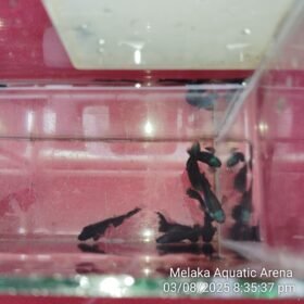 Affordable Black Moscow Guppy Fish for sale at Betta4U.com. Healthy, dark velvet black guppies with fast, safe shipping & live arrival guarantee.