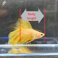 Portable Acrylic Fish Observation Box for Photography and Measurement
