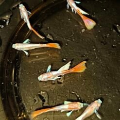 Guppy Fish