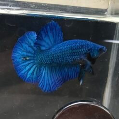 Full Mask Turquoise HMPK 090125-1