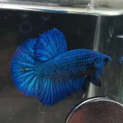 Full Mask Turquoise HMPK 090125-1