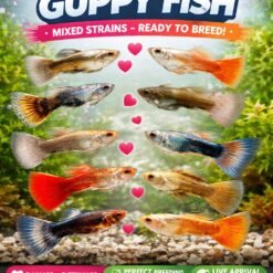 Ikan Guppy Hidup Cantik Berwarna-warni (Mix Strain) – 10 Ekor 15 ikan guppy hidup berwarna-warni mix strain dalam akuarium