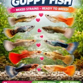 Ikan Guppy Hidup Cantik Berwarna-warni (Mix Strain) – 10 Ekor 19 ikan guppy hidup berwarna-warni mix strain dalam akuarium