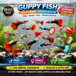 ikan guppy hidup berwarna-warni mix strain dalam akuarium