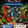 ikan guppy hidup berwarna-warni mix strain dalam akuarium