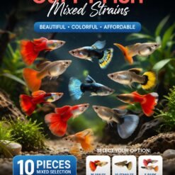 ikan guppy hidup berwarna-warni mix strain dalam akuarium