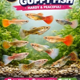 Ikan Guppy Hidup Cantik Berwarna-warni (Mix Strain) – 10 Ekor 18 ikan guppy hidup berwarna-warni mix strain dalam akuarium