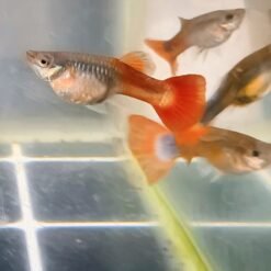Ikan Guppy Hidup Cantik Berwarna-warni (Mix Strain) – 10 Ekor 12 ikan guppy hidup berwarna-warni mix strain dalam akuarium