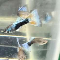 Ikan Guppy Hidup Cantik Berwarna-warni (Mix Strain) – 10 Ekor 11 ikan guppy hidup berwarna-warni mix strain dalam akuarium