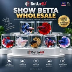 Show Betta Wholesale assorted live betta fish from Betta4U