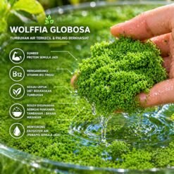 saiz kecil Wolffia globosa tumbuhan paling kecil dunia Wolffia globosa terapung di permukaan air akuarium Wolffia globosa terapung di permukaan air akuarium" "Watermeal sebagai makanan ikan betta" "Close-up tumbuhan Wolffia globosa hijau" "Kolam ikan dengan tumbuhan terapung wolffia" "Cara menjaga wolffia dalam akuarium kecil"