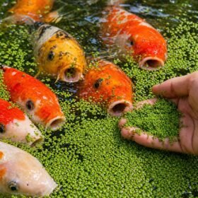 saiz kecil Wolffia globosa tumbuhan paling kecil dunia