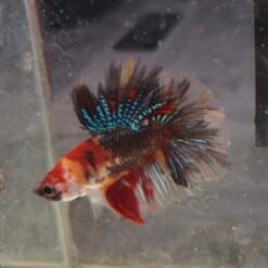 Alternative view of 1605.1 Junior Multicolor DT Rosetail