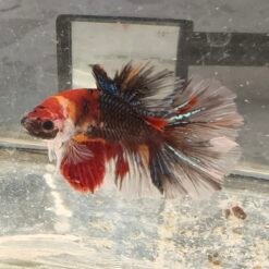 1605.1 Junior Multicolor DT Rosetail 9 IMG 20260516 175642
