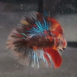 1605.1 Junior Multicolor DT Rosetail