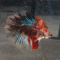 1605.1 Junior Multicolor DT Rosetail 11 IMG 20260516 175723