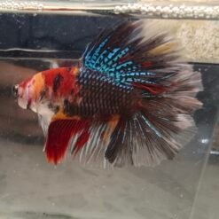 1605.1 Junior Multicolor DT Rosetail 10 IMG 20260516 175818