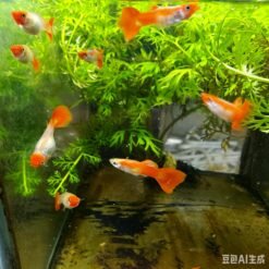 Red Koi Guppy berenang dalam akuarium hiasan