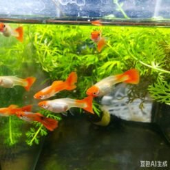 Red Koi Guppy berenang dalam akuarium hiasan
