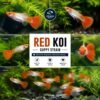 Red Koi Guppy ikan guppy hiasan berwarna merah terang