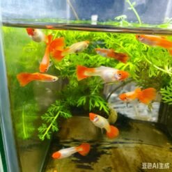 Red Koi Guppy berenang dalam akuarium hiasan