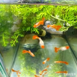 Red Koi Guppy berenang dalam akuarium hiasan