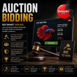 Auction Summary Bidding Activities