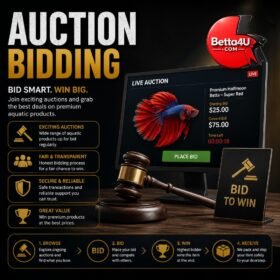 Betta4U Auction Summary Page Dashboard
Premium Betta Fish Auction Bidding System
Betta Fish Auction Winner Status
Online Betta Fish Auction Malaysia
Auction Bid History and Results
Betta4U Live Fish Auction Platform
