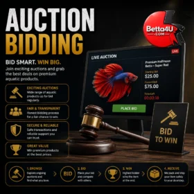 Betta4U Auction Summary Page Dashboard
Premium Betta Fish Auction Bidding System
Betta Fish Auction Winner Status
Online Betta Fish Auction Malaysia
Auction Bid History and Results
Betta4U Live Fish Auction Platform
