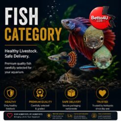 Fish Category