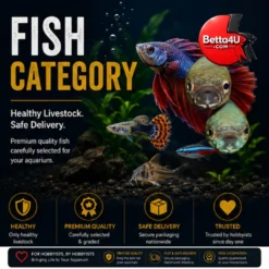 Fish Category
