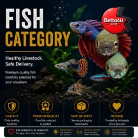 Fish Category